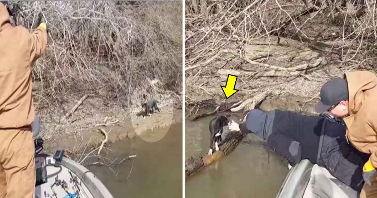 rtat.jpg?resize=1200,630 - Fishermen Rescued A Puppy After They Heard Noises Coming From The Bushes On The Riverbank