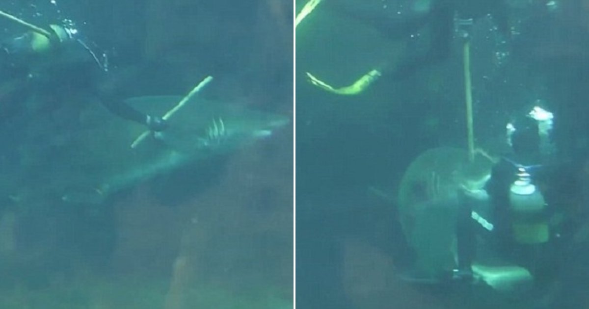 s3 1 side.jpg?resize=412,232 - Une vidéo montre un requin attaquant un plongeur qui essayait de l'aider