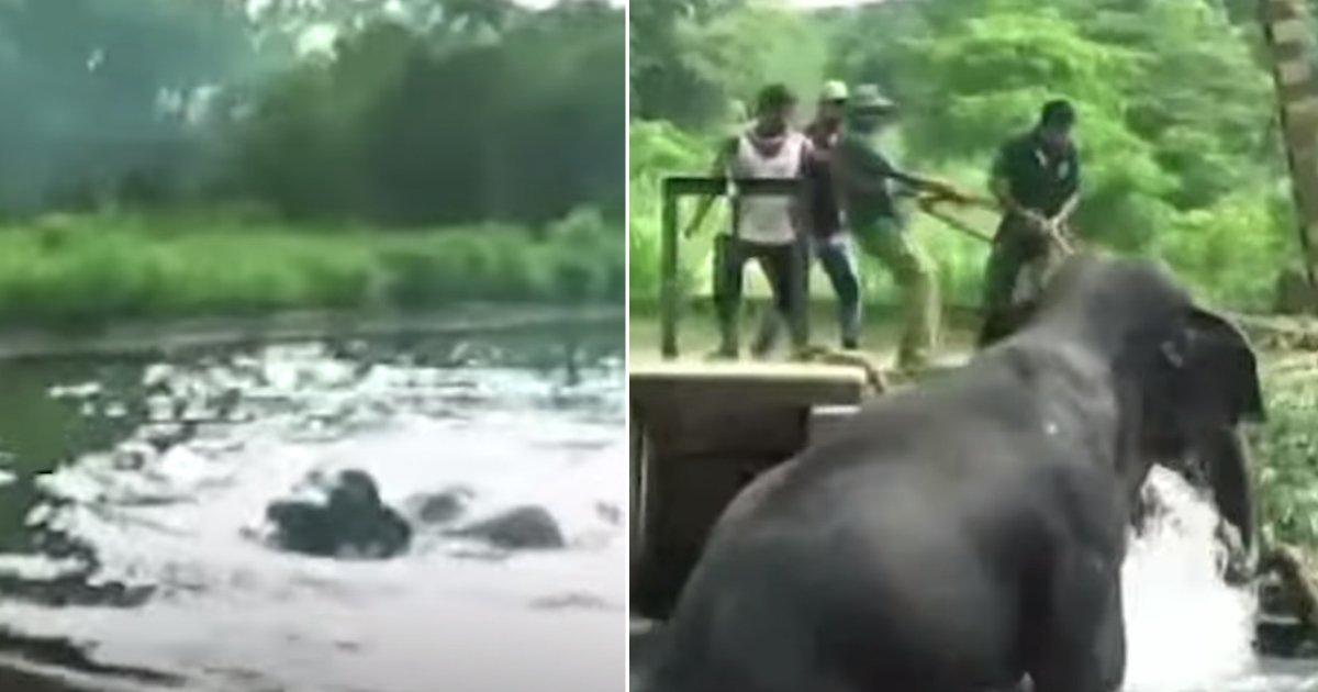 saving elephant.jpg?resize=412,232 - Un éléphant essaie péniblement de sortir d'un canal pendant des heures, des villageois se sont associés pour sauver l'animal épuisé