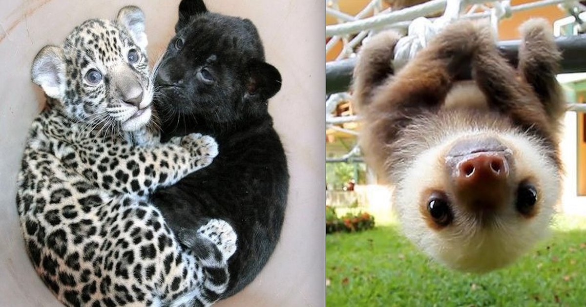 Top 28 Baby Animals That Are Too Cute For Words Small Joys