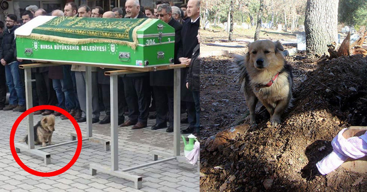 son follows his late fathers loyal dog to see where he goes every morning what he found is really heart touching.jpg?resize=412,275 - Un fils suit le chien de son père décédé pour voir où il va tous les matins — ce qu'il découvre est vraiment touchant