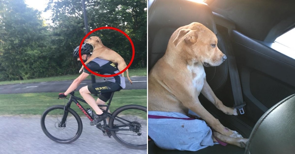 Un cycliste a sauvé un chien errant blessé et l'a porté sur son dos pour aller le soigner st.jpg?resize=1200,630 - Un cycliste a sauvé un chien errant blessé et l'a porté sur son dos pour aller le soigner