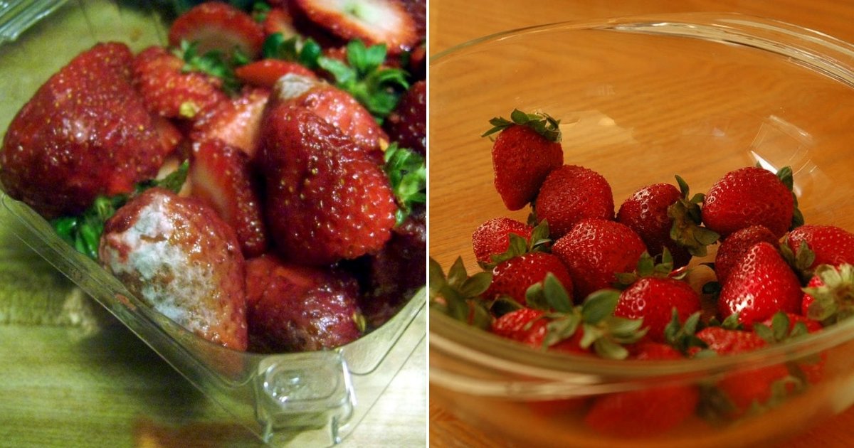 strawberry keepfresh longtime side.jpg?resize=412,232 - Secret révélé: Comment garder les fraises fraîches pendant des semaines