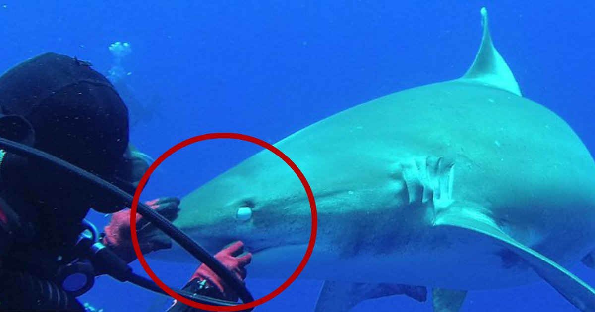 stuck hook.jpg?resize=1200,630 - Une plongeuse courageuse retire un crochet coincé dans la gueule de l'un des requins les plus dangereux