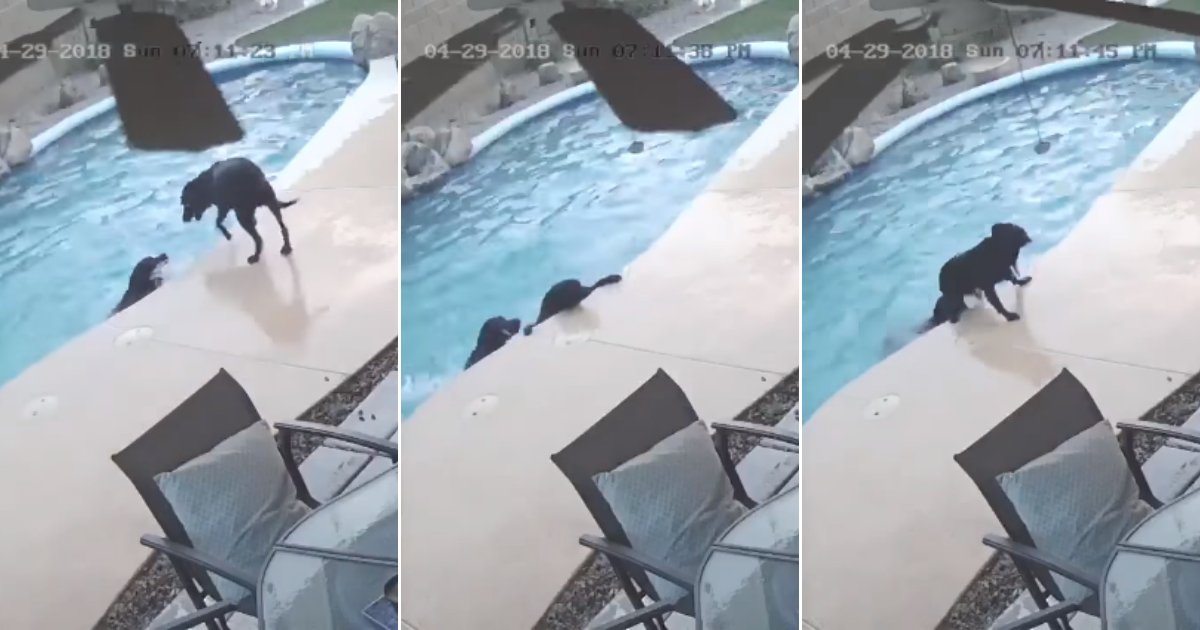sw 1.png?resize=1200,630 - Brave Dog Jumped Into The Pool To Save His Drowning Friend