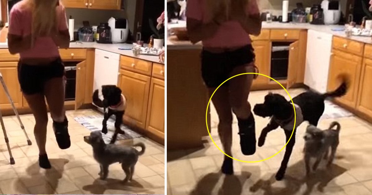 taa.jpg?resize=412,232 - An Adorable Dog Hops Along Her Owner Who Has A Broken Foot