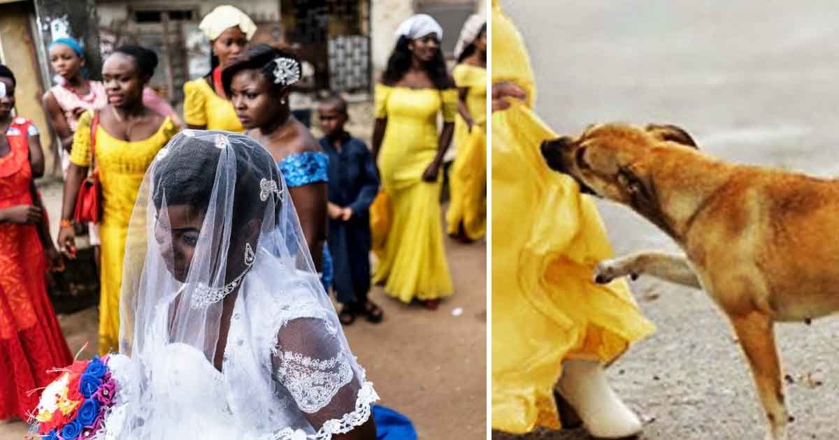 tast.jpg?resize=1200,630 - Teenager Hiding Bombs Underneath Her Dress During Wedding Failed After Brave Dog Attacked Her