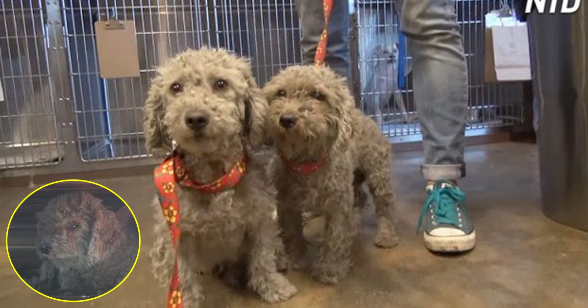 tatataa.jpg?resize=1200,630 - [Vidéo] Le sauvetage de ces deux chiens errants trouvés dans un dépotoir va vous émouvoir.