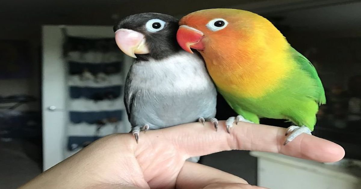 Kiwi And His Goth Girlfriend Just Had 4 Babies And Internet Is In Love ...