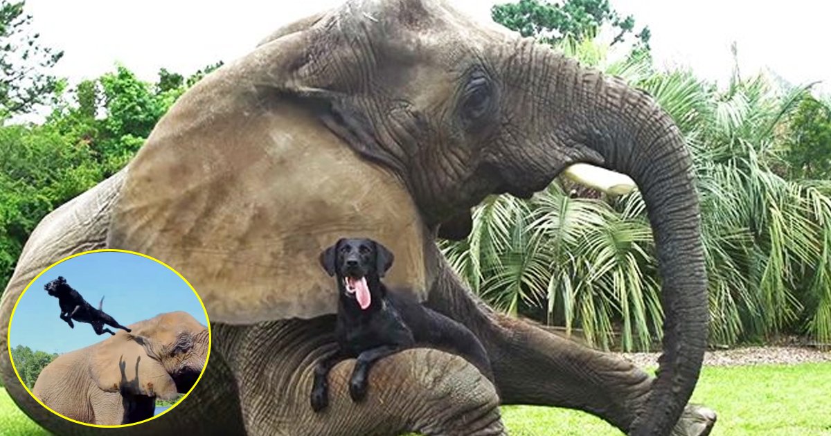 ttata.jpg?resize=1200,630 - Big Elephant Is Best Friends With Black Labrador And The Two Always Play Together