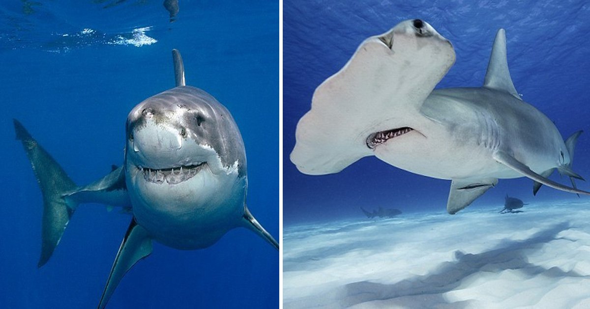 ttt 2.jpg?resize=412,232 - 11 espèces de requins terrifiants se dirigent vers les côtes britanniques