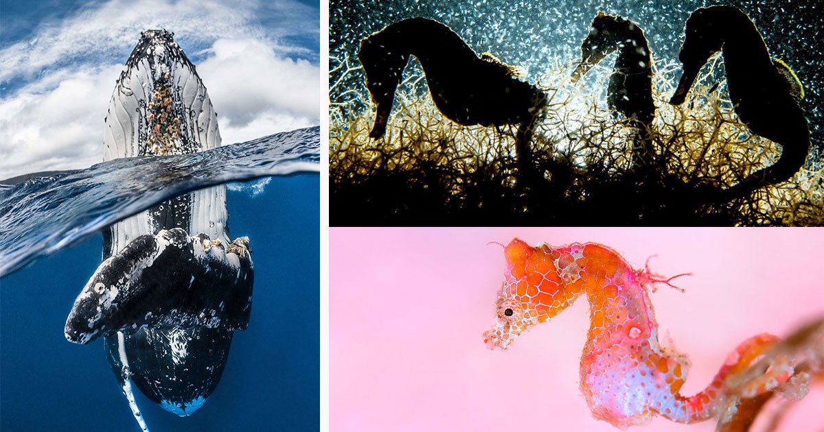 underwater photography contest winners imag.jpg?resize=412,275 - Vencedores do concurso de fotografia subaquática de 2018 são surpreendentes demais para expressar em palavras