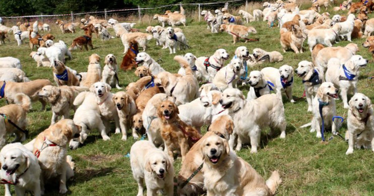 untitled 1 90.jpg?resize=412,275 - Plus de 300 golden retrievers se sont réunis pour célébrer le 150e anniversaire de la race en Écosse