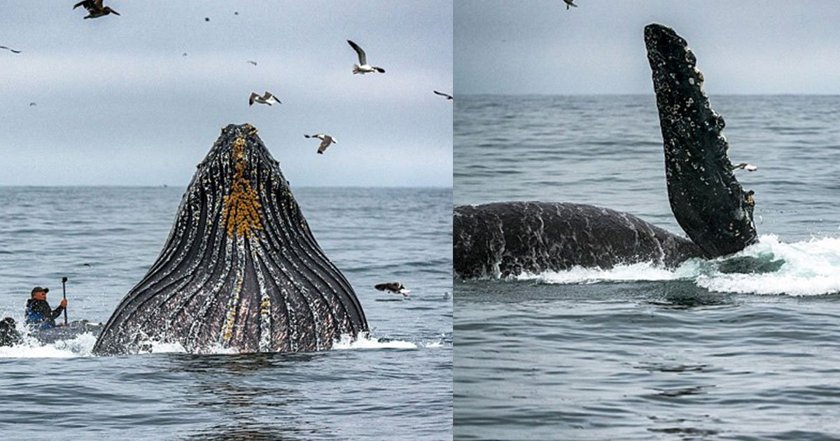 untitled 1 93.jpg?resize=1200,630 - Cette vidéo effrayante montre une énorme baleine qui sort de l'eau tout près d'un kayakiste