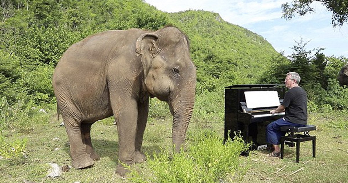 untitled 11.jpg?resize=1200,630 - "정글에서 '피아노'를 연주하자 앞을 못보는 코끼리가 '춤'을 췄다" (영상)