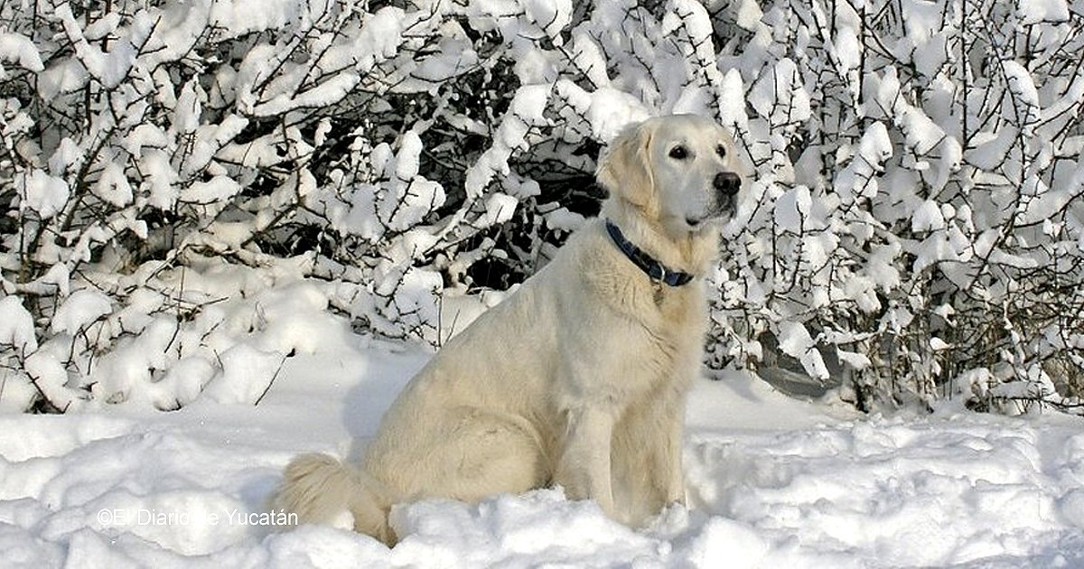 vaagustar 8.jpg?resize=412,232 - Se ha hecho viral la increíble hazaña del perro que salvó dos vidas sin dudarlo