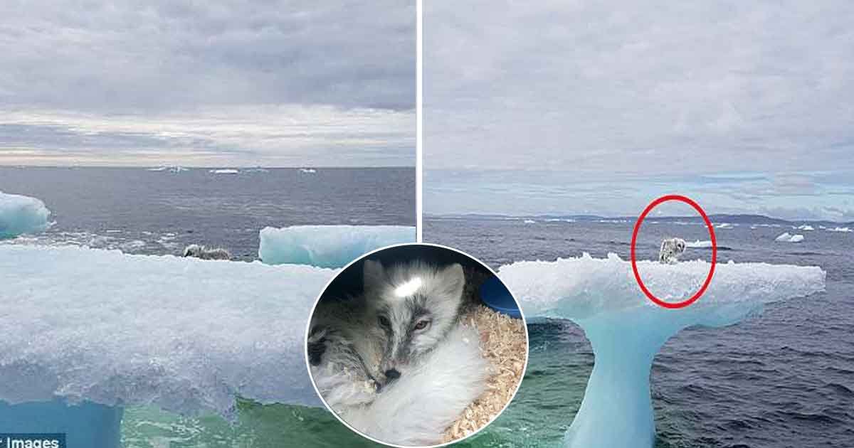 vaea.jpg?resize=1200,630 - Un couple en balade découvre un renard arctique échoué sur un iceberg