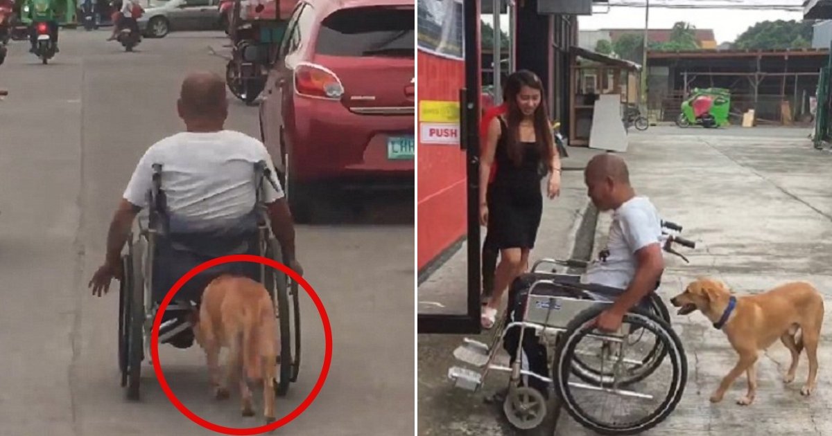 w3 side.jpg?resize=412,232 - Ce n'est jamais trop demander: un couple filme un chien loyal poussant le fauteuil roulant de son maître handicapé le long de la route