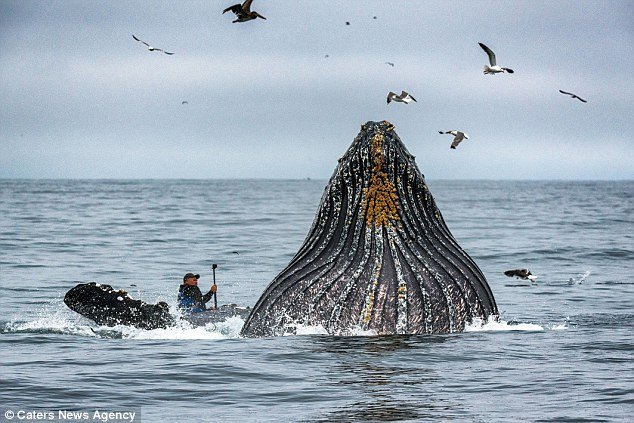 Baleine Avale Kayakiste: A Chilling Encounter with Nature's Gentle Giants