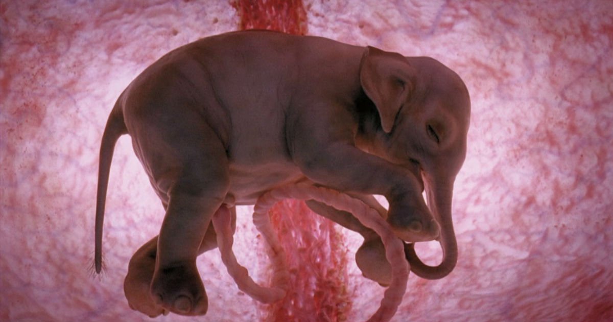 1 179.jpg?resize=1200,630 - 15 utterly amazing photographs of animals in the womb