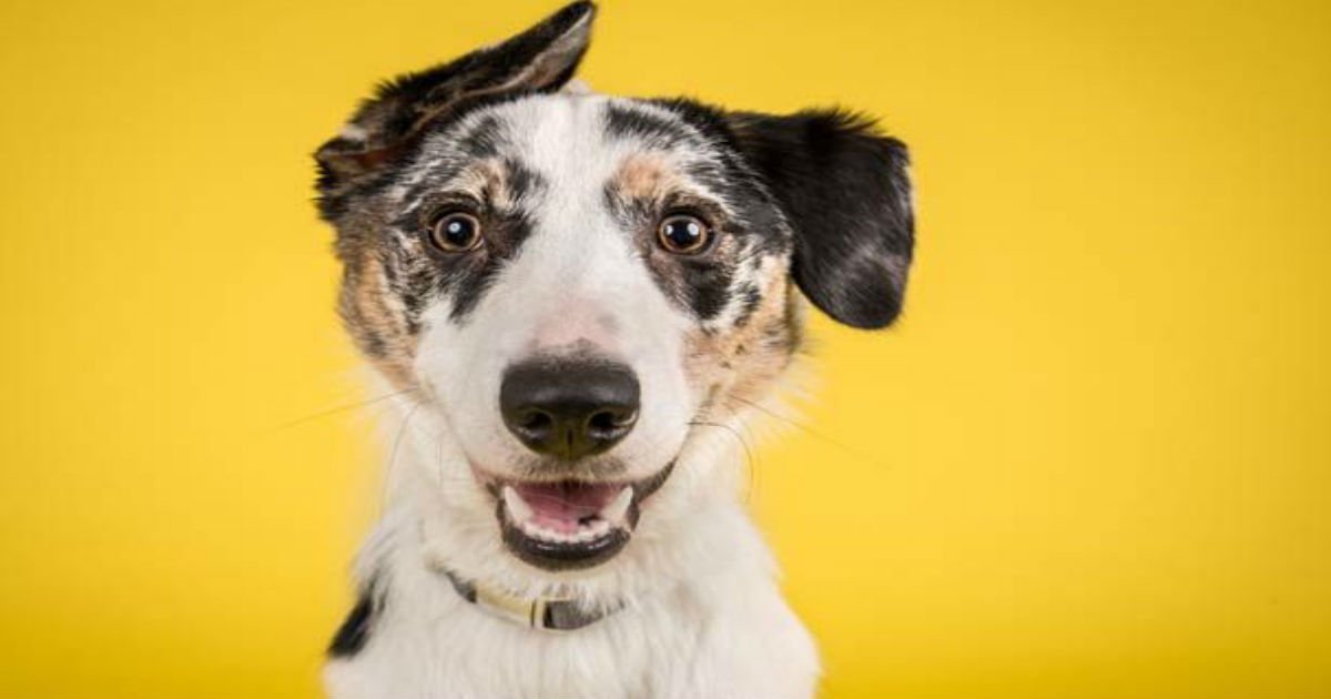 25 Most Intelligent Animals On Earth That Might Surprise You Small Joys 10-most-intelligent-animals-in-the-world