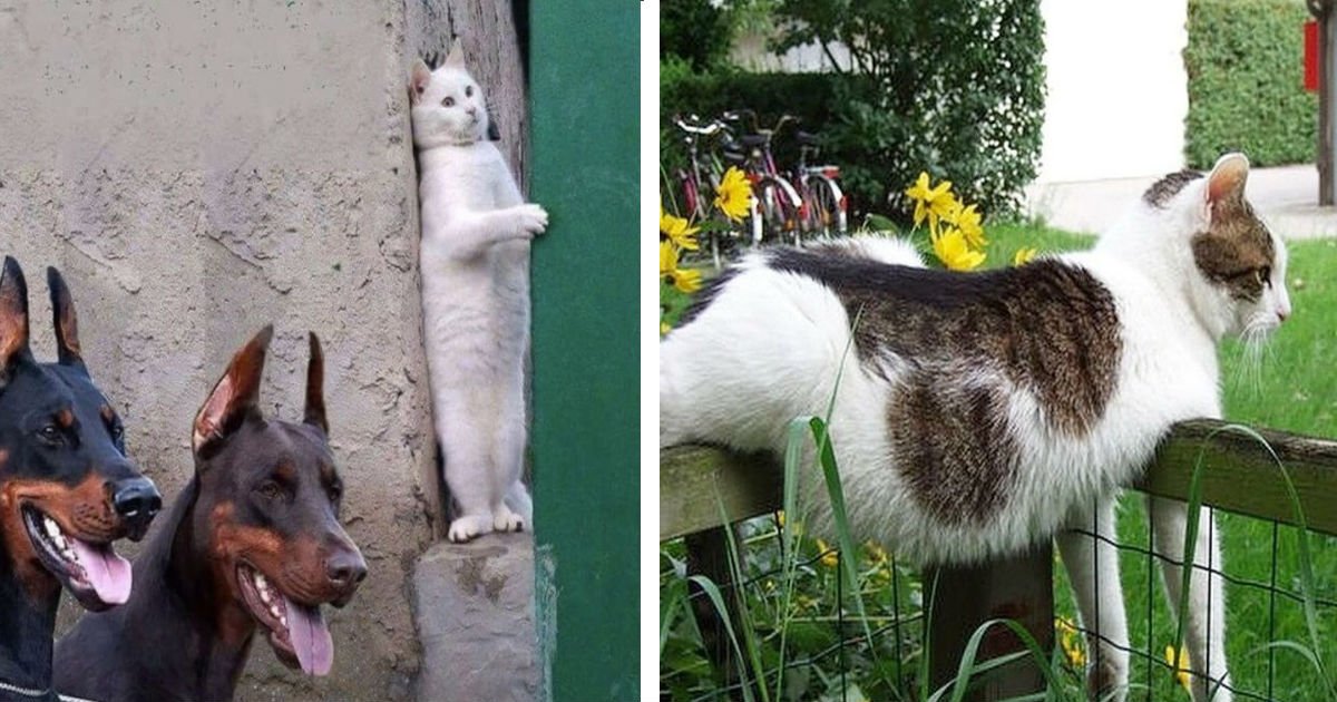 100 14.jpg?resize=412,275 - 31 photos prouvant que les chats sont des créatures hilarantes