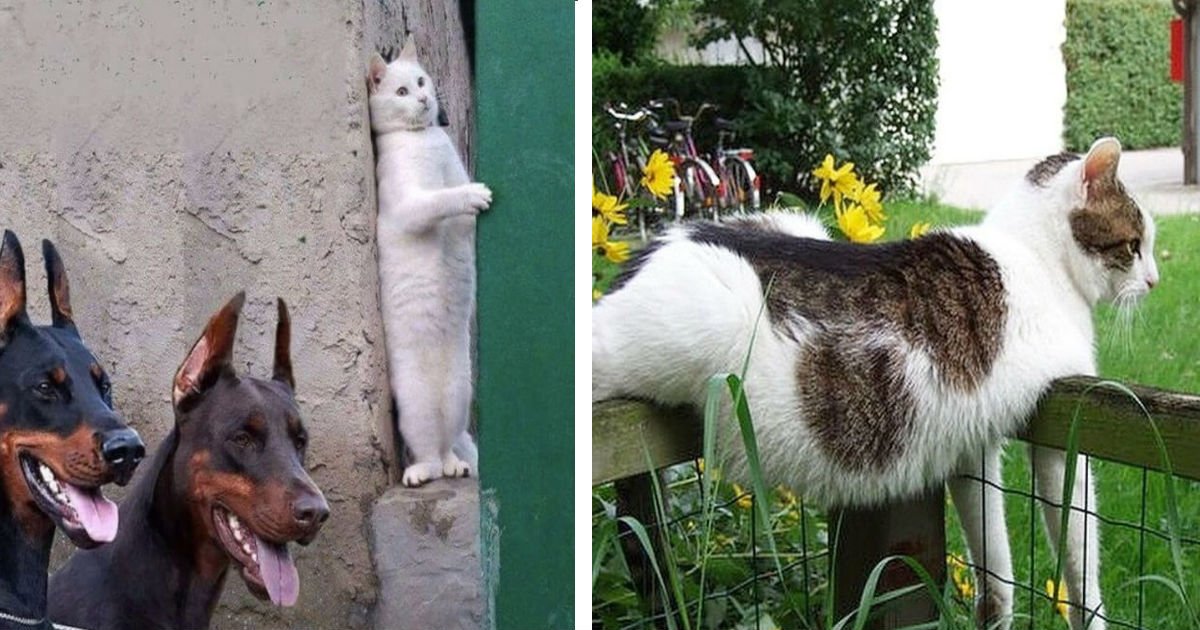 100 14.jpg?fit=1024%2C538&ssl=1&strip=all - 31 Photos Proving That Cats Are Hilarious Creatures