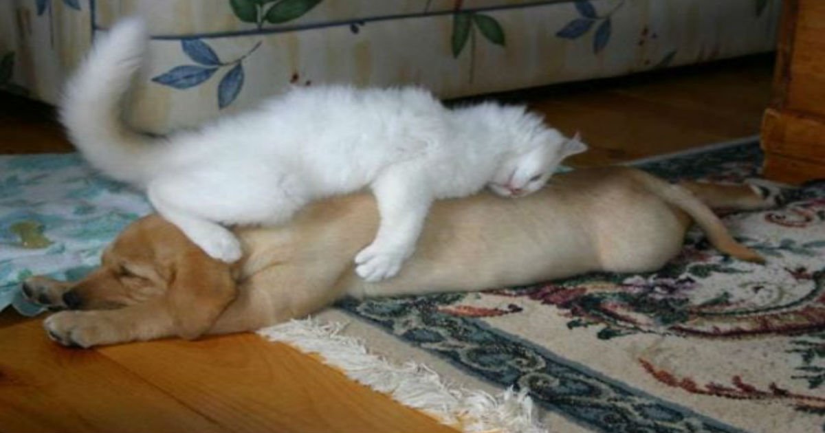 100.jpg?resize=412,275 - 35+ Hilarious (And Adorable) Times We Caught Cats Sleeping On Dogs