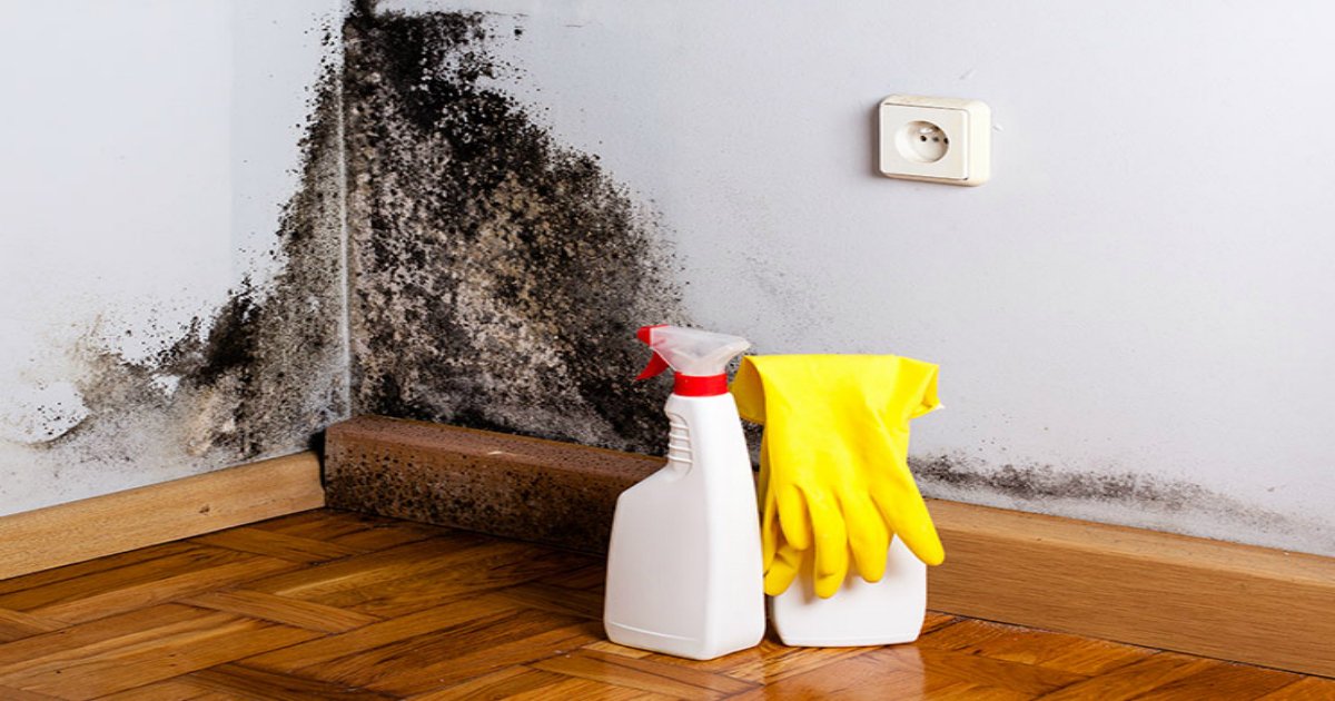 11 26.jpg?resize=412,275 - Black Mold: 4 Signs It’s In Your Home & How to Get Rid of It