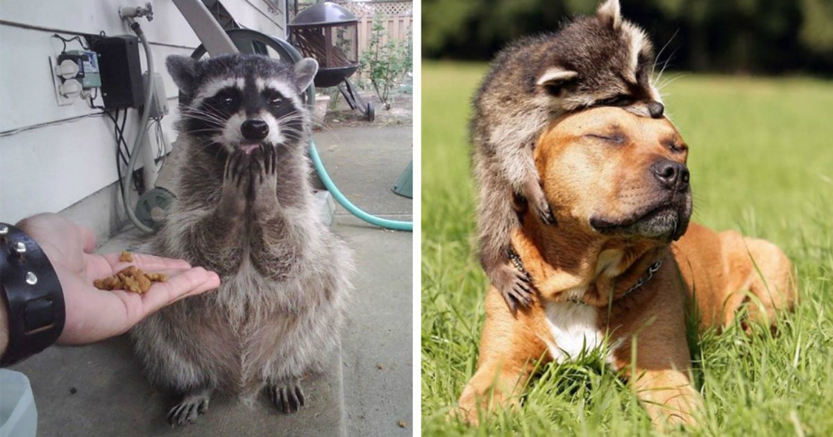 17 6.jpg?resize=412,275 - 30 Pictures Proving That Trash Pandas Are The Funniest Animals In The World