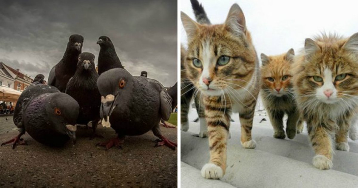 19 1.jpg?resize=1200,630 - 23 Animals Looking Like They’re Going To Drop The Best Album Of The Year