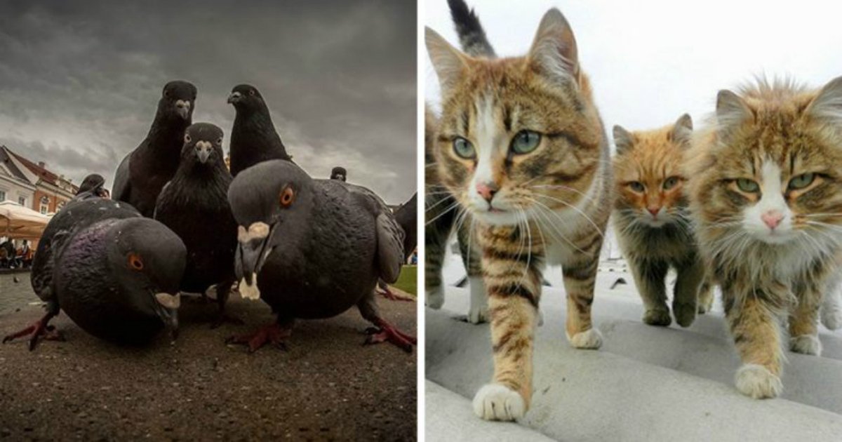 19 1.jpg?resize=412,275 - 23 Animals Looking Like They’re Going To Drop The Best Album Of The Year