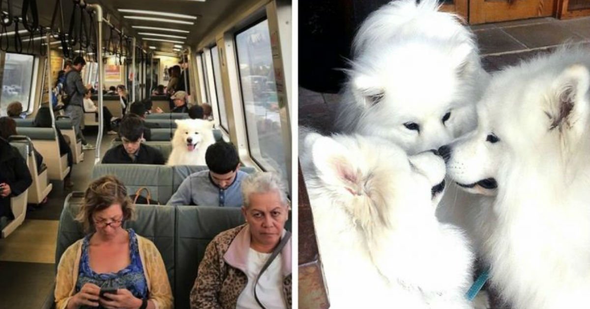 2 136.jpg?resize=412,275 - 15+ Funny Photos Proving That Samoyeds Are Basically Fluffy Marshmallows