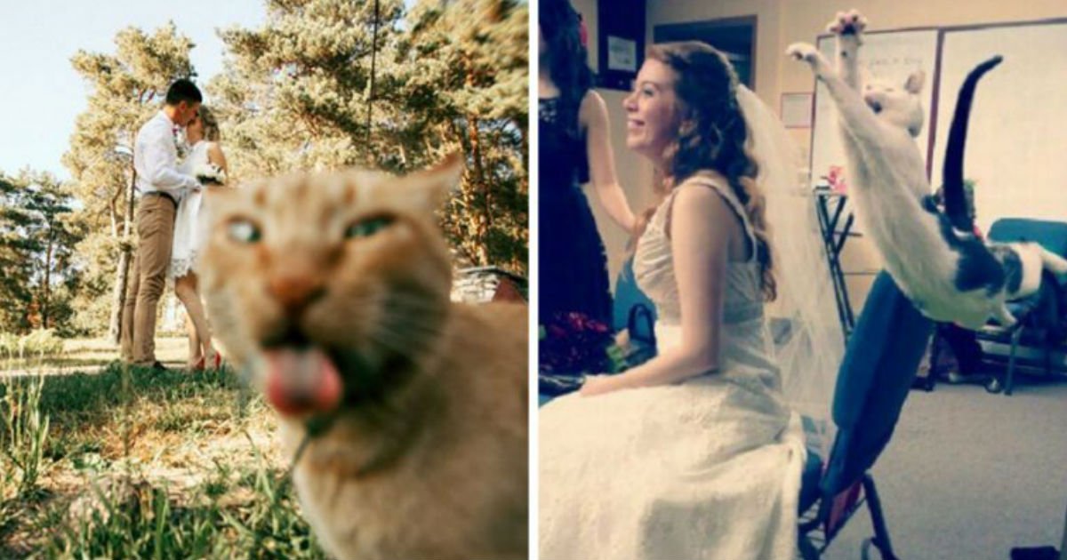 200.jpg?resize=412,275 - 24 Of The Most Hilarious Cat Photobombs Ever Happened