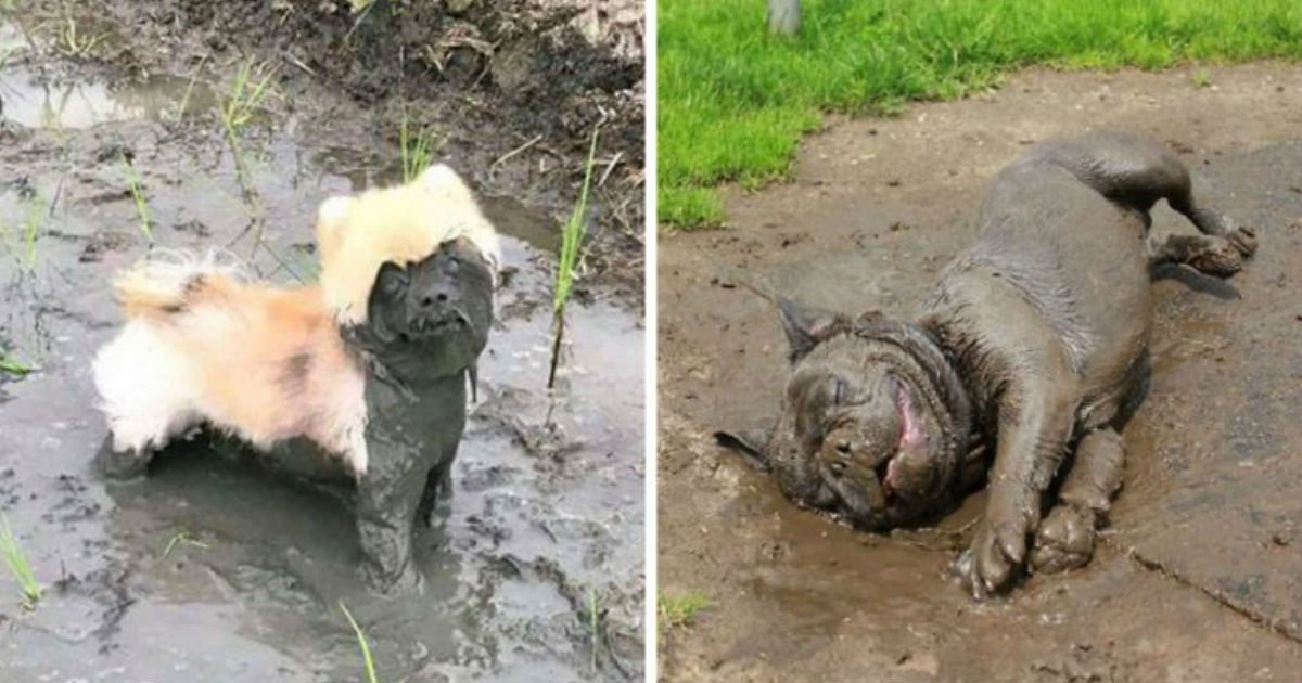 201.jpg?resize=412,275 - 28 Times Letting Your Dog Play In The Mud Wasn’t The Best Idea