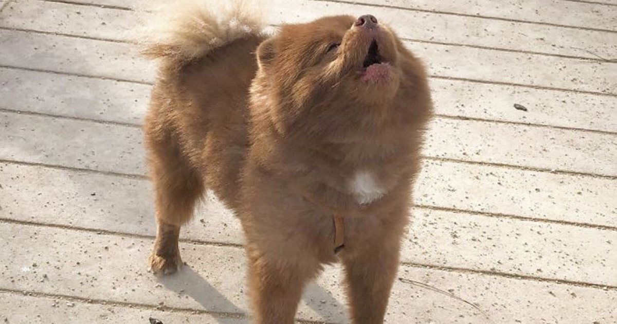 222.jpg?resize=1200,630 - Breeder Abandoned 5-Month-Old Pomeranian Because He Was “Too Big”, They Probably Regret It Now