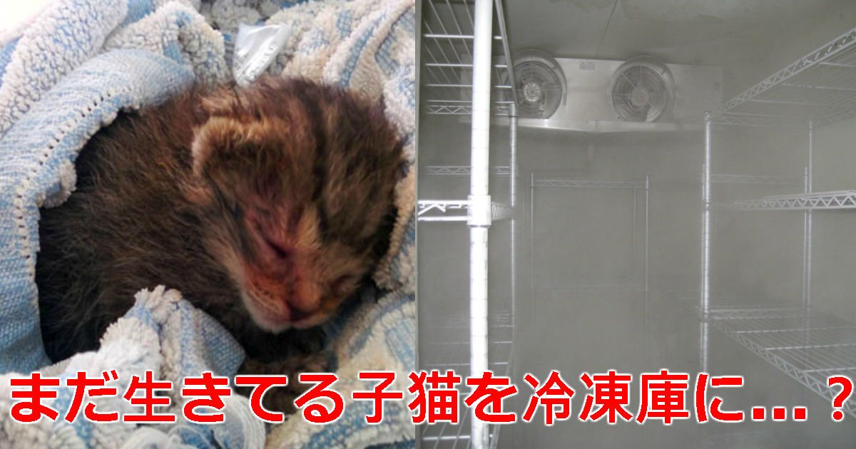 3 71.jpg?resize=1200,630 - 治療費節約「生きている」子猫を生きたまま「冷凍庫」に入れた動物保護センターのスタッフ