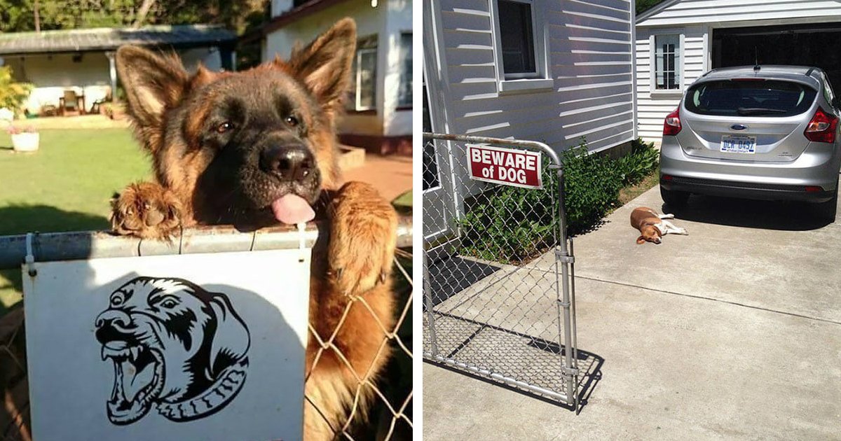 45 5.jpg?resize=1200,630 - 40 Hilarious Dogs Behind Those 'Beware of Dogs' Signs