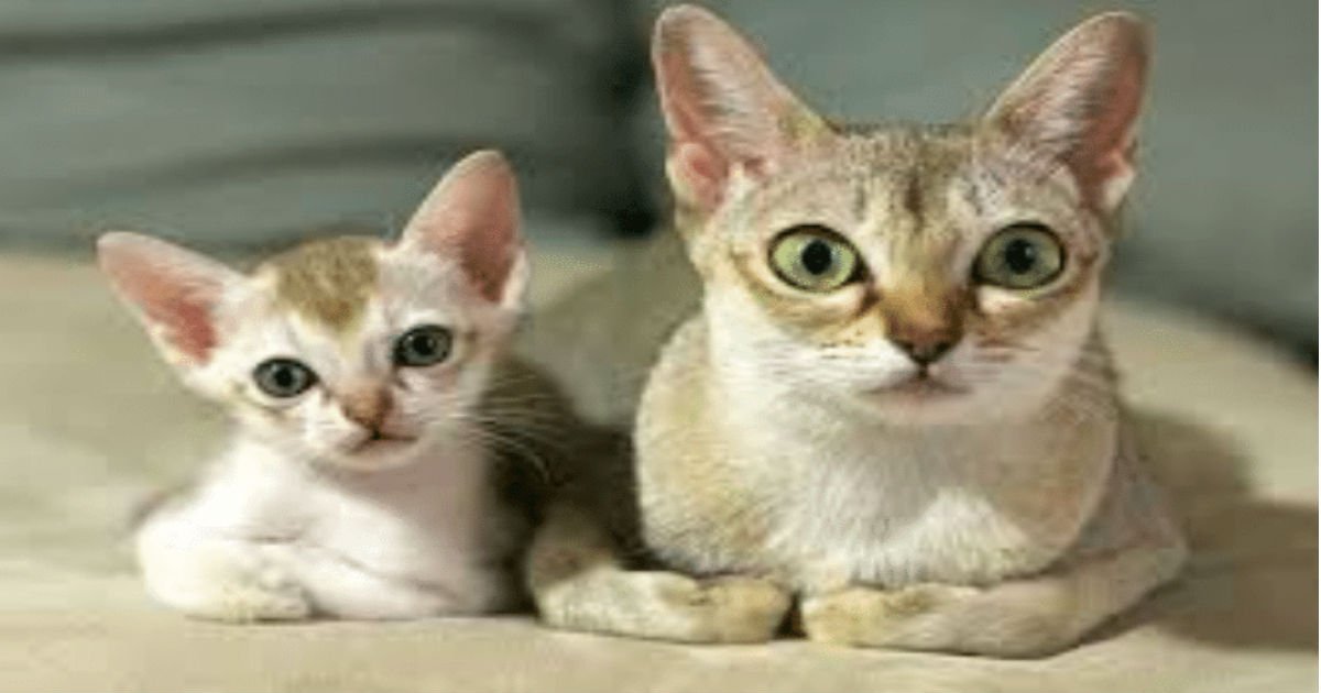 6 21.jpg?resize=412,275 - 40+ Cats Who Have Miniature Versions That Look Just Like Them