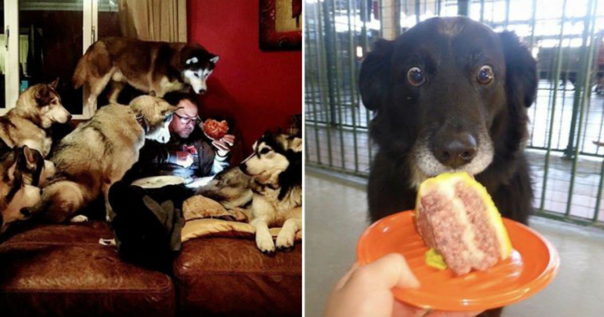 6 31.jpg?resize=412,275 - 15+ Hilarious Animals Who’d Do Anything For Your Food