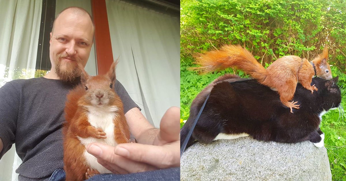 7 2.jpg?resize=1200,630 - Un écureuil roux a trouvé une maison idéale et un «ami chat» après avoir été sauvé par un homme