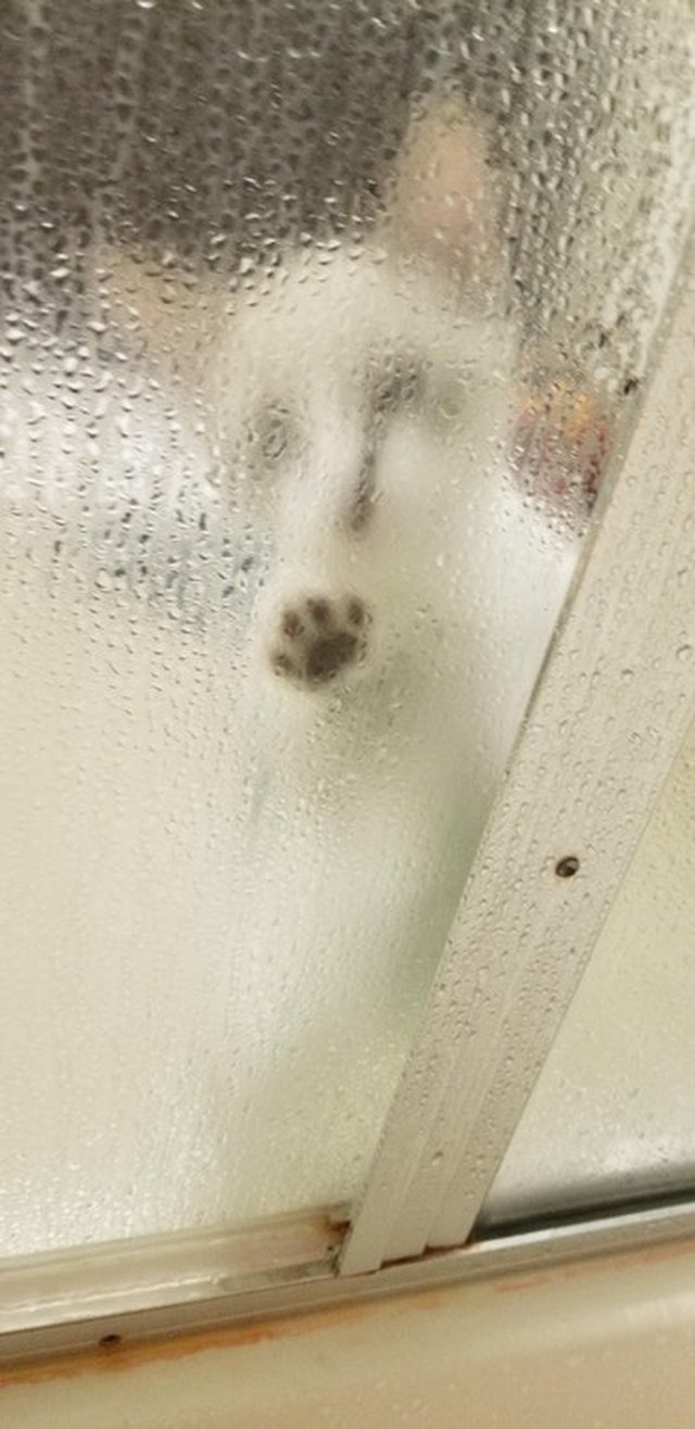 Kitten outside a shower