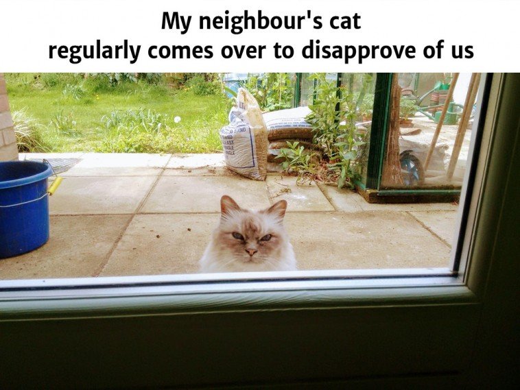 20 Hilarious Memes Every Cat Owner Will Understand Small Joys 