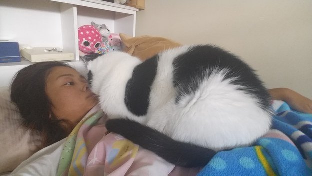 26 Things That Will Only Happen To Cat Owners