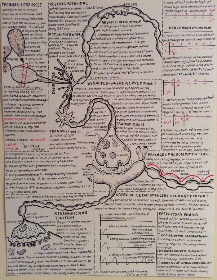 An A2 Poster I Made For Biology