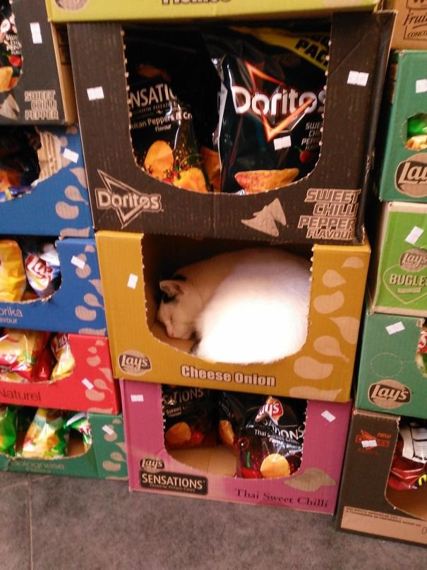 I Was Going To Buy Some Chips When I Noticed This Little Guy I Was Going To Buy Some Chips When I Noticed This Little Guy