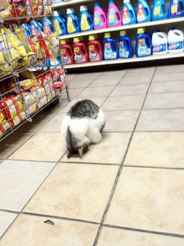 Saw This Guy Sleeping In A Bodega In NYC Saw This Guy Sleeping In A Bodega In NYC