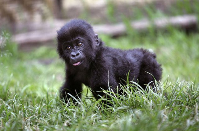 Gorilla baby