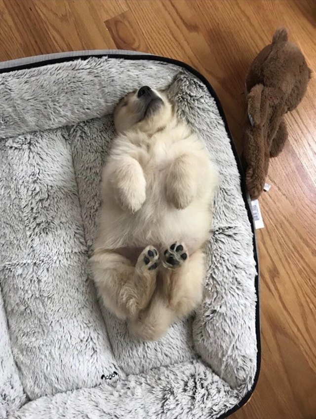 Cute sleeping puppy