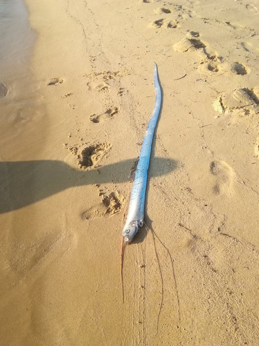 ããªã¥ã¦ã°ã¦ããã«ã¤ãæ°´æ¶æµãã®ç»åæ¤ç´¢çµæ